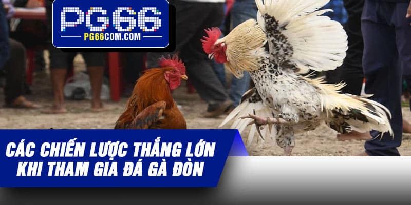 Các chiến lược thắng lớn khi tham gia đá gà đòn