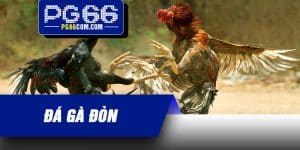 Đá Gà Đòn