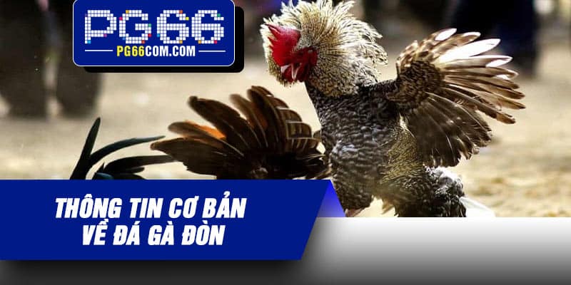 Thông tin cơ bản về đá gà đòn